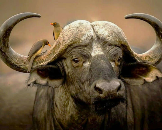 Buffalo with birds on its head against a blurred natural background