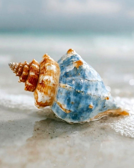 Conch seashell on a sandy beach with a blurred ocean background
