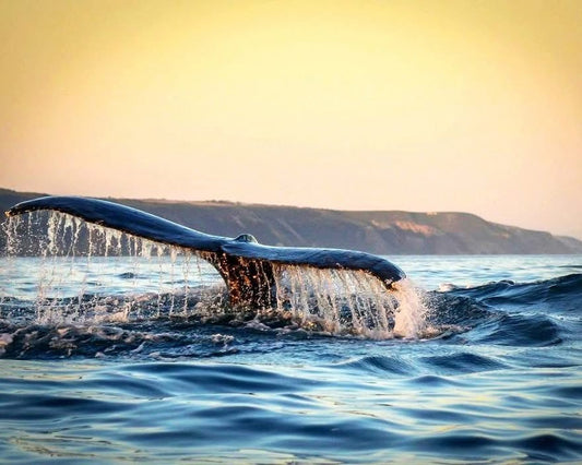 Whale tail emerging from water with a sunset or sunrise in the background