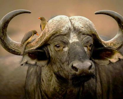 Buffalo with birds on its head against a blurred natural background