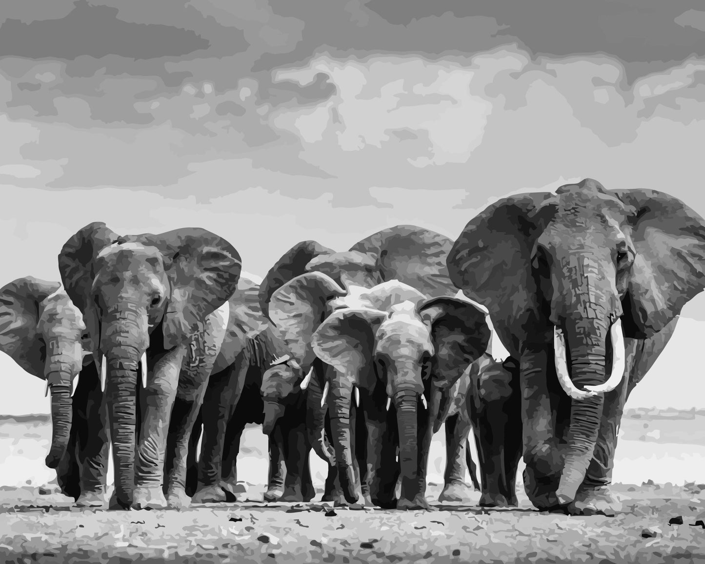 Black and white photo of a group of elephants walking together.