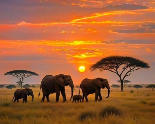 Elephants walking in a grassy field with a sunset sky