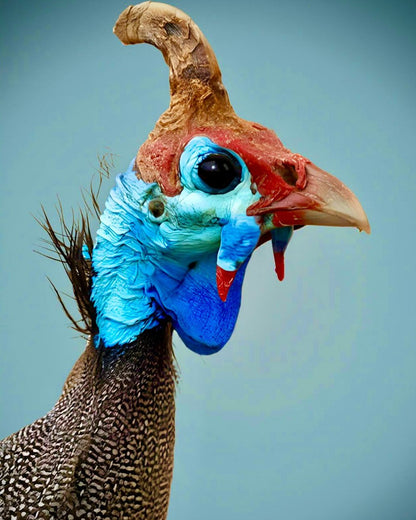Close-up of a colorful bird with a blue face and red head against a light blue background