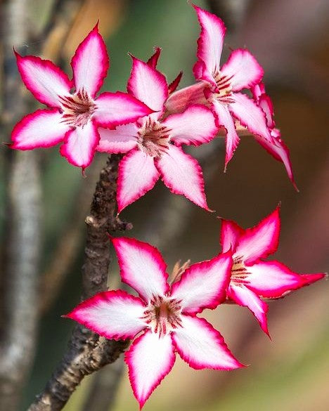 Close-up of pink and white flowers on a branch with a blurred background