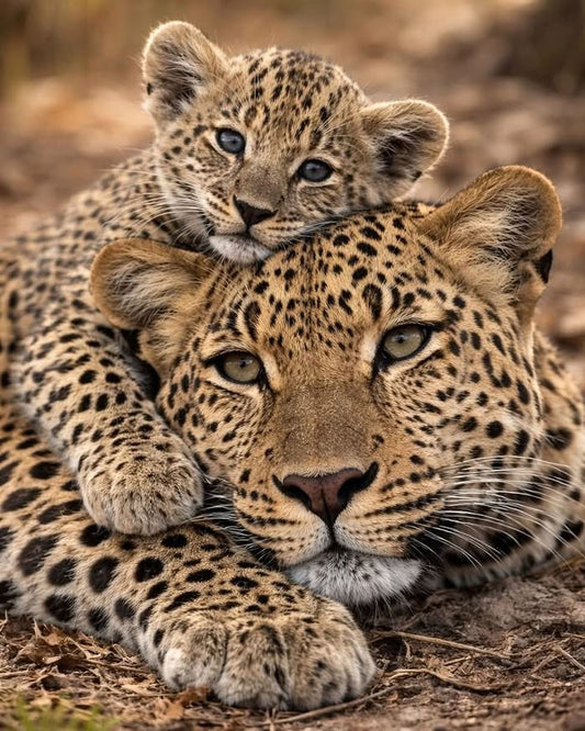 A close-up photograph of a leopard mother and her cub resting together on dry earth, with the cub perched on her head.