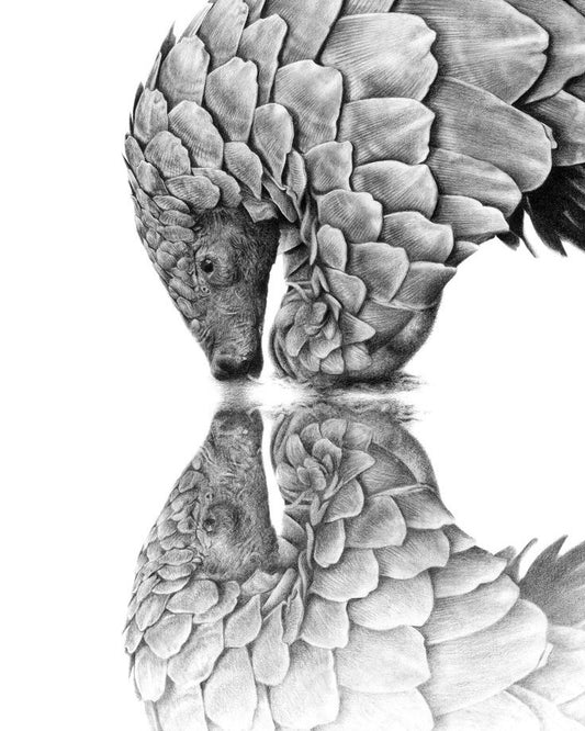 Detailed black and white drawing of a pangolin with a reflective surface below.