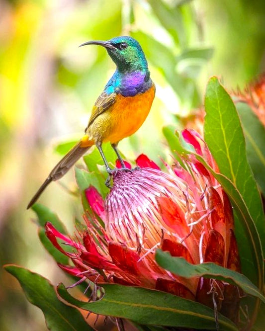 Colorful bird perched on a red flower with a blurred green background