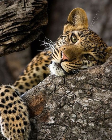 Leopard peeking from behind a tree