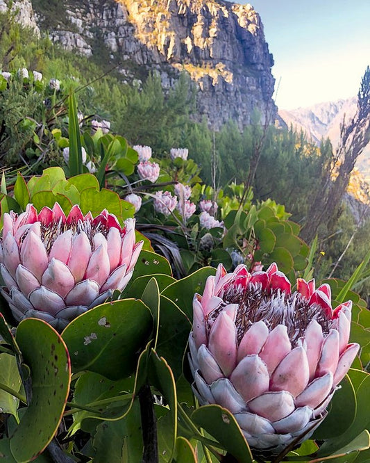 Pink protea flowers with Table Mountain in the background