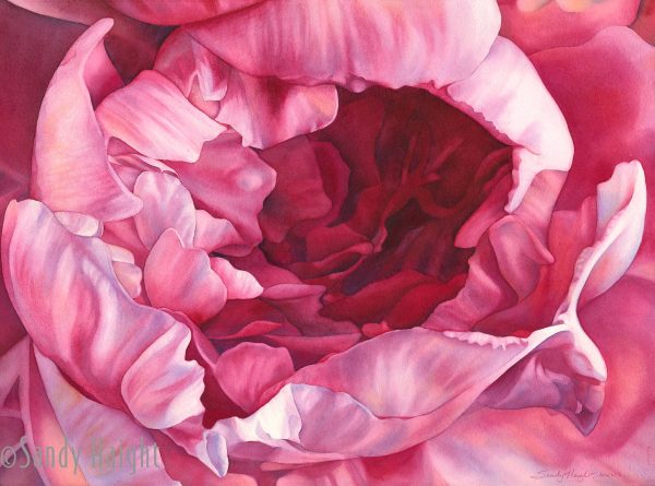 Paint By Numbers - Peony